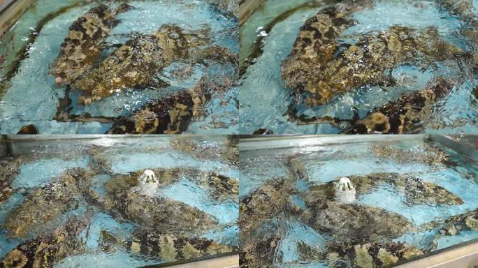 海鲜素材-石斑鱼