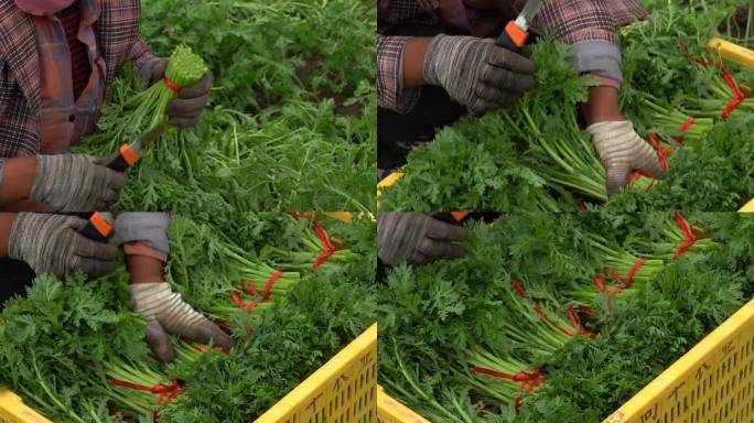 茼蒿采摘 农村菜园菜地 农业规模化种植