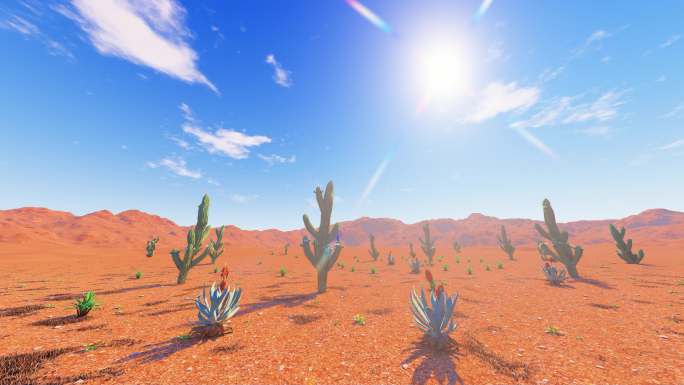 沙漠日出日落延时和沙漠植物景观