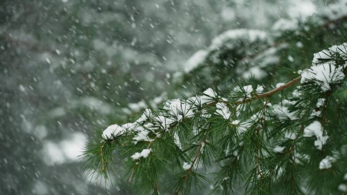 冬天 下雪 雪花 寒冬腊梅