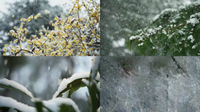 冬天 下雪 雪花 寒冬腊梅