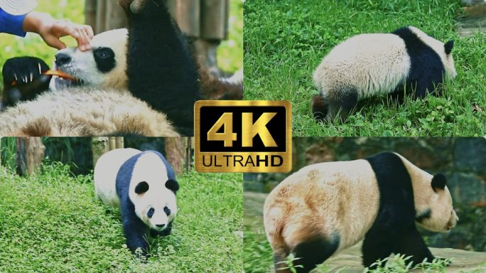 熊猫空镜头素材
