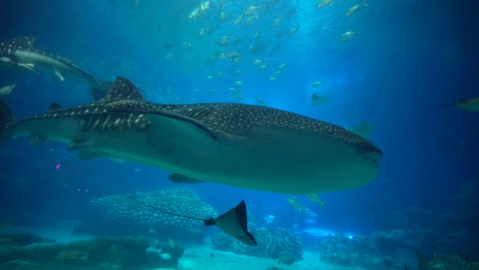 海洋王国水下海底世界旅游视频4K