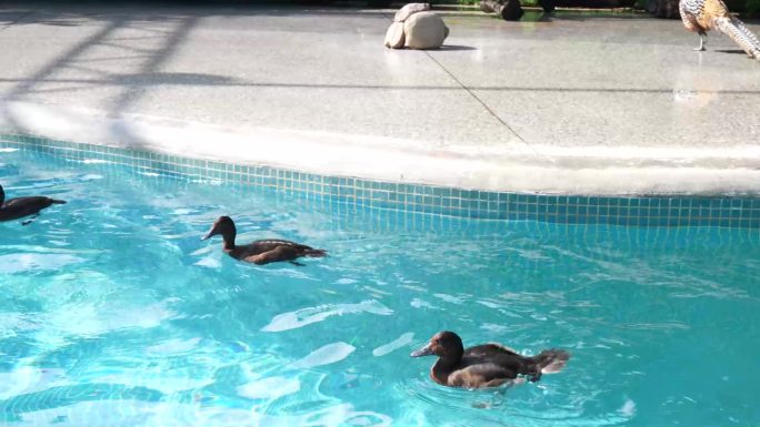 黑天鹅幼仔游泳动物园泳池