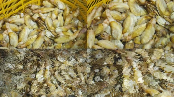 海鲜素材-贝类海鲜