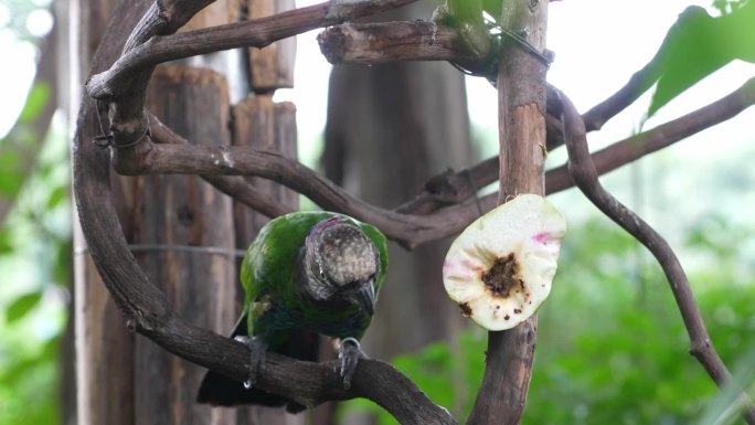 鹦鹉广州动物园吃东西鸟类