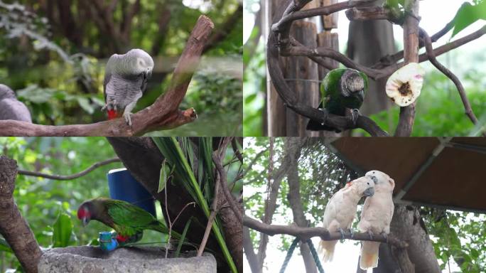 鹦鹉广州动物园吃东西鸟类