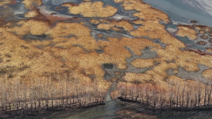 剑湖湿地冬季草木枯黄