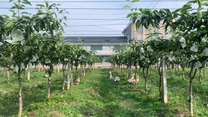 果园生态养鸡鸭