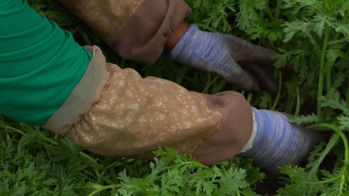 茼蒿采摘 农村菜园菜地 农业规模化种植