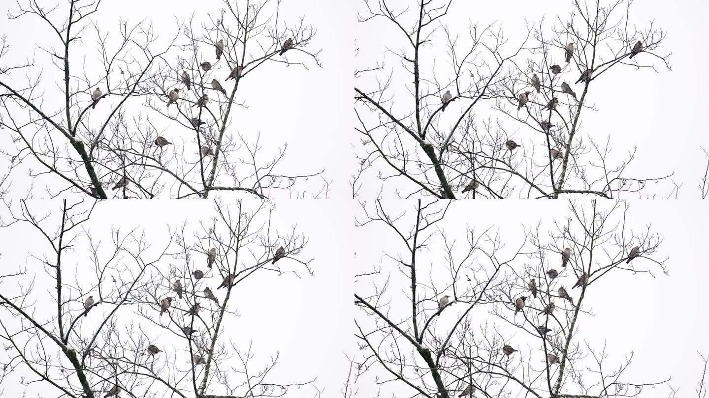 季节变化冬天雪花纷飞树枝上的小鸟