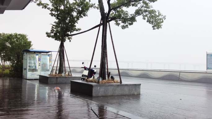 钱塘江下暴雨树枝摇晃视频素材