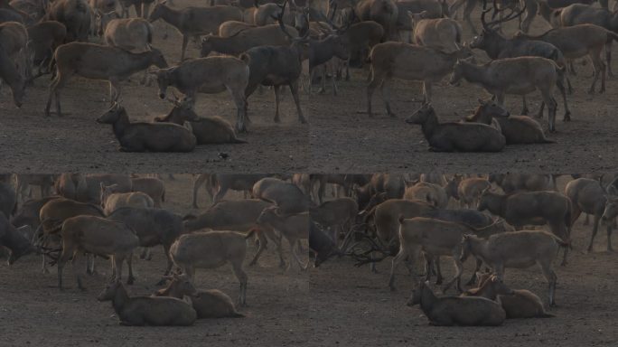 4K保护动物麋鹿