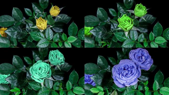 多色玫瑰开放花在时间推移上的叶子和黑色背景。蓓蕾开放，绽放成一朵大花。玫瑰从红色到蓝色的时间间隔
