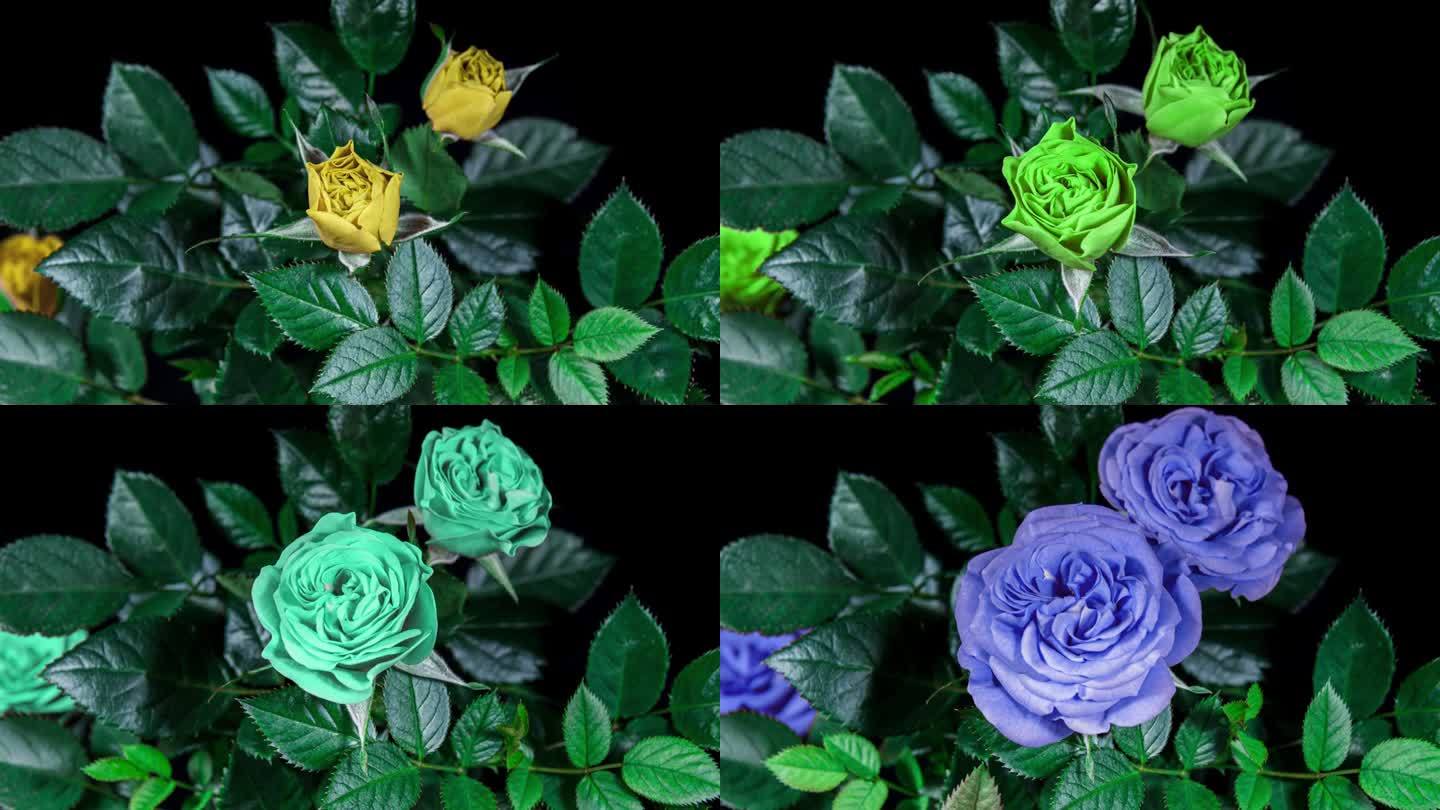 多色玫瑰开放花在时间推移上的叶子和黑色背景。蓓蕾开放，绽放成一朵大花。玫瑰从红色到蓝色的时间间隔