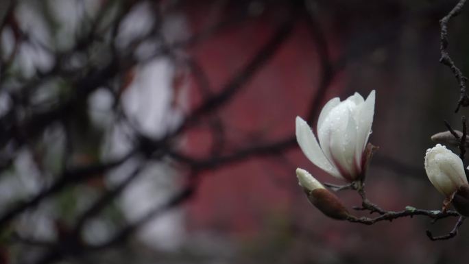 花瓣雨珠的玉兰花