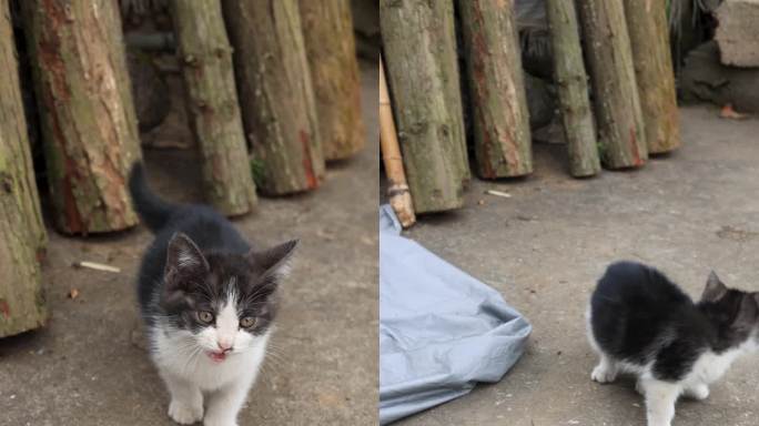 中华田园猫 土猫土狗 狸花猫 串串狗