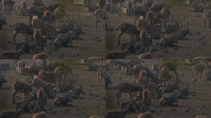 4K保护动物麋鹿