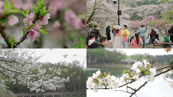 湖南省长沙植物园 樱花 桃花