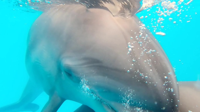 宽吻海豚在镜头前摆姿势，好奇地看着镜头，张着嘴，咔嗒作响