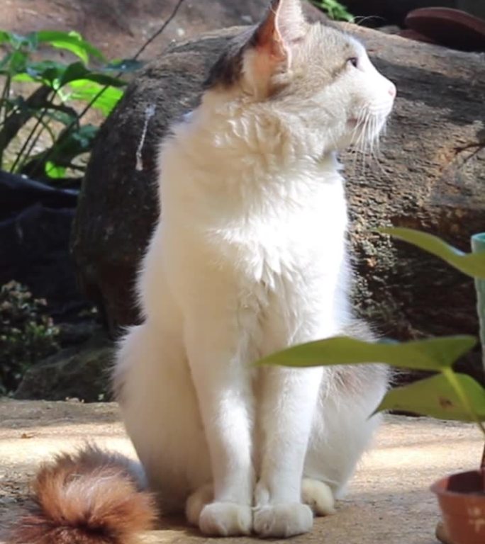 萌猫在花园里垂直视频，短视频