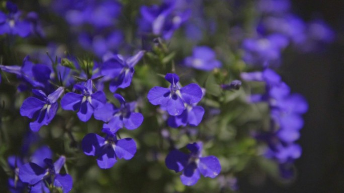 路灯下的花朵