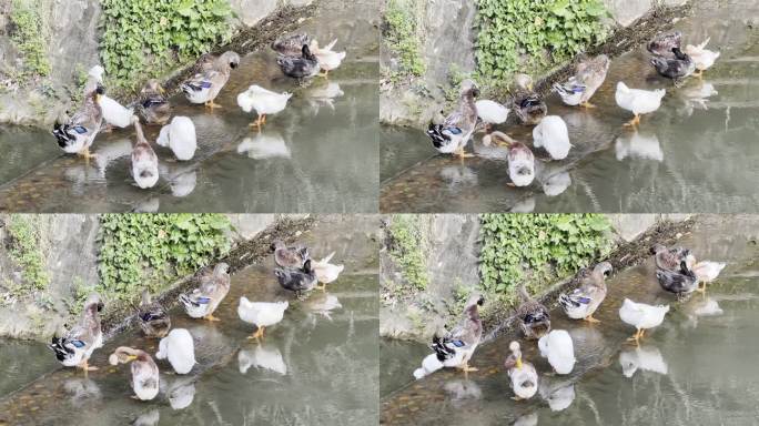 一群鸭子河边洗澡