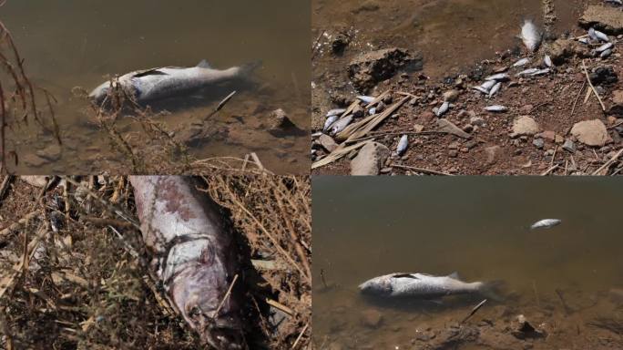 河水污染，死鱼臭鱼