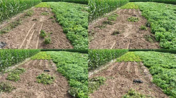 土豆地 整齐的玉米地  玉米穗玉米生长