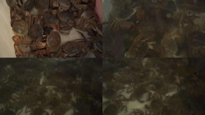 国内大闸蟹活螃蟹短视频素材