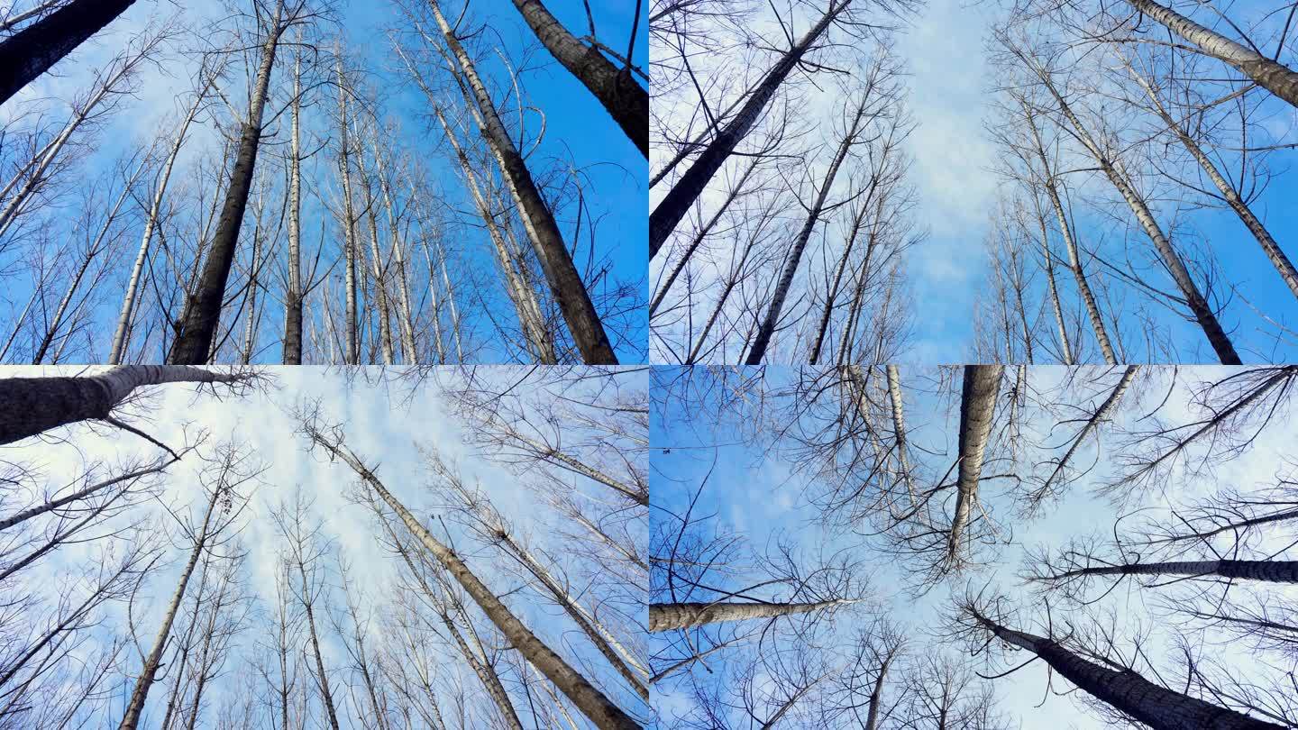 冬天的白杨树林