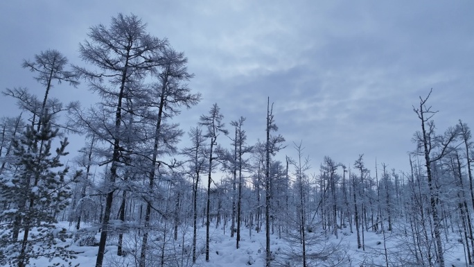 大兴安岭林海雪原雪林