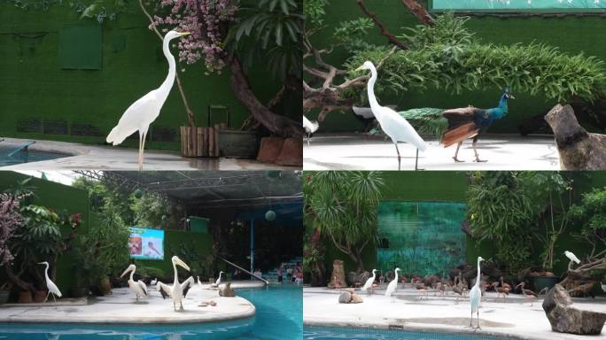 白鹈鹕孔雀广州长隆动物园鸟类
