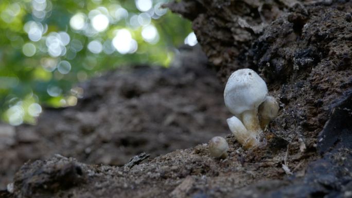 4K枯树上的蘑菇
