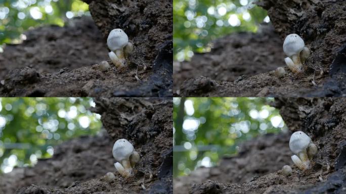 4K枯树上的蘑菇