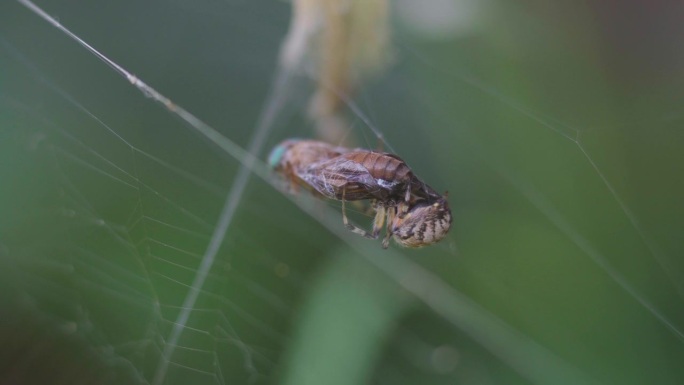 微风吹动着一只米特佩拉蜘蛛，它正在吞食一只挂在自己网上的双翅龙。
