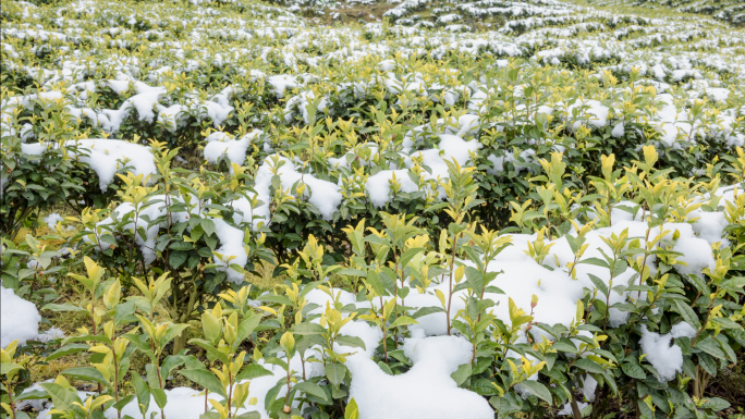 冰雪融化万物复苏植物生长黄金茶园雪景延时