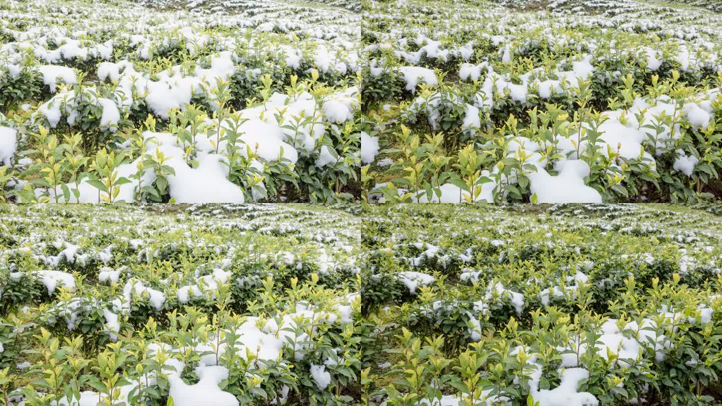 冰雪融化万物复苏植物生长黄金茶园雪景延时