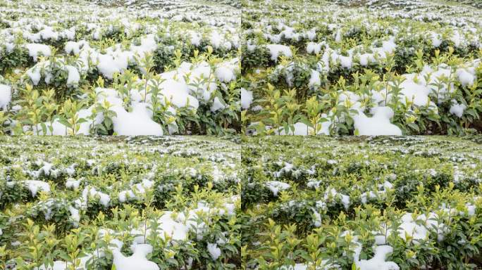 冰雪融化万物复苏植物生长黄金茶园雪景延时