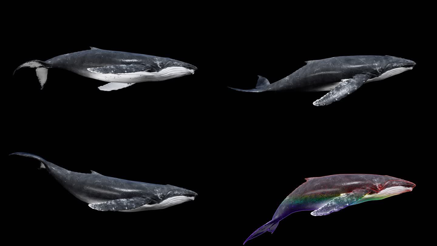 鲸鱼视频 座头鲸 4K 赛博朋克鲸鱼