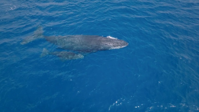 座头鲸和幼鲸在蓝色海水中游泳的鸟瞰图