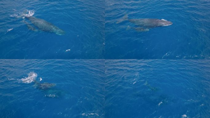 座头鲸和幼鲸在蓝色海水中游泳的鸟瞰图
