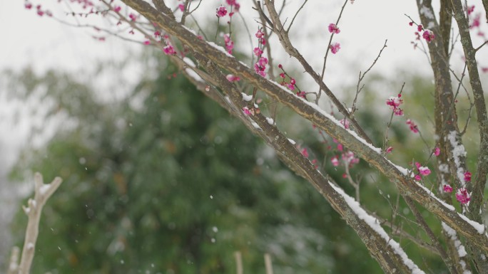 唯美雪景 公园里赏雪玩雪