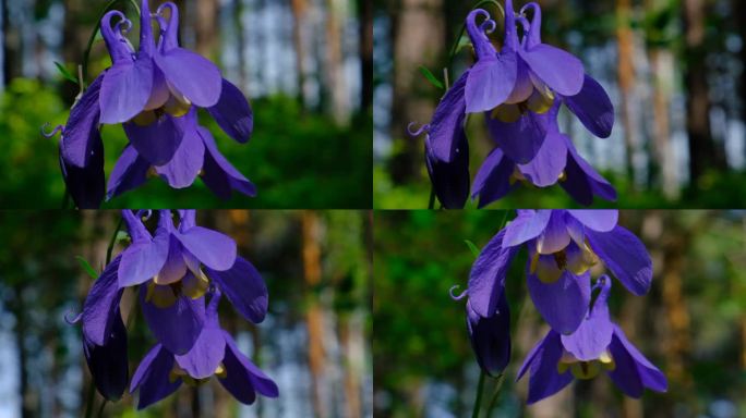 春夏森林，紫色的水仙花，近距离观看。阳光,清新