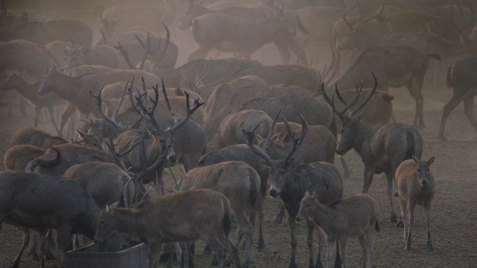 4K保护动物麋鹿