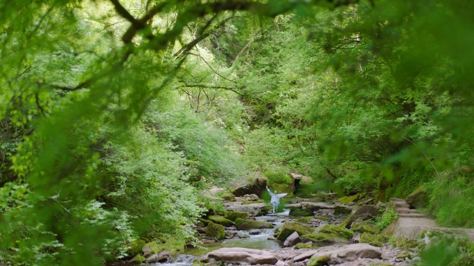 固原小南川凉殿峡野荷谷森林六盘山流水风景