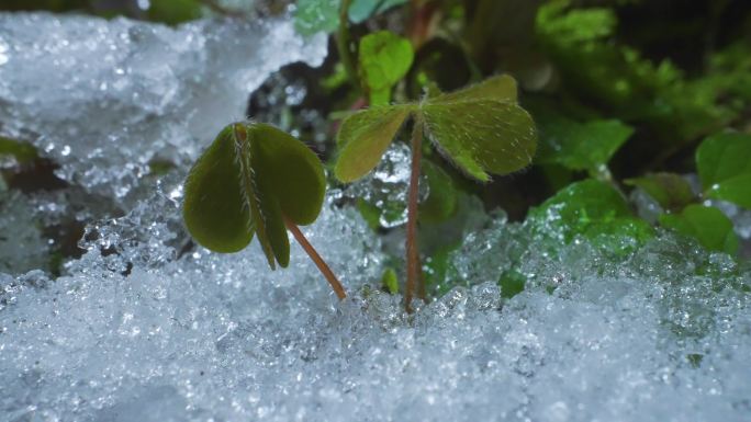 冰雪融化滋润万物万物复苏植物生长种子发芽
