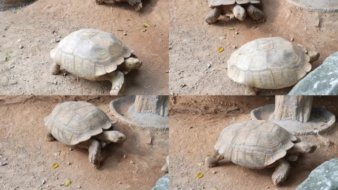 陆龟爬行动物园泥地