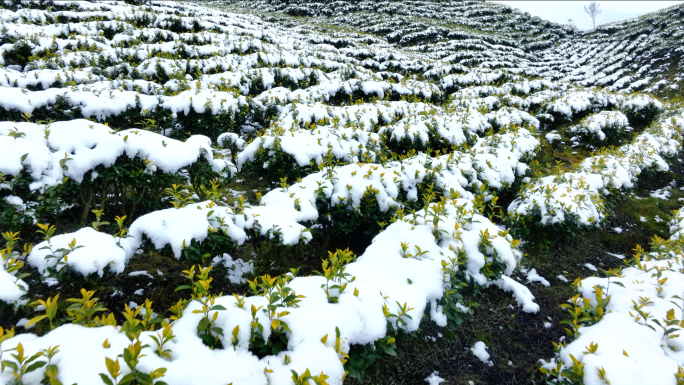 唯美茶园雪景黄金茶生态茶山航拍素材