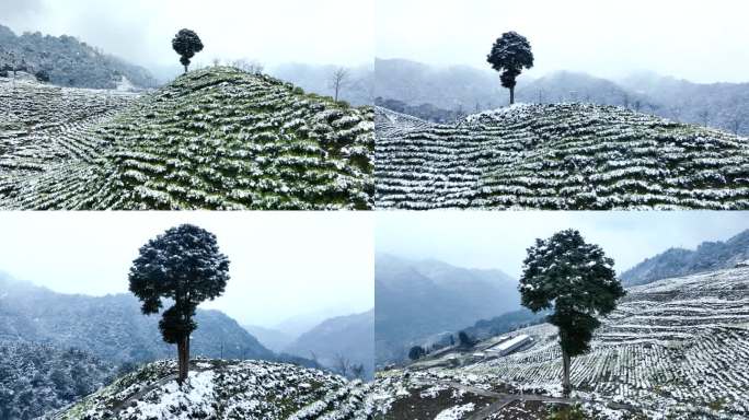 唯美茶园雪景黄金茶生态茶山航拍素材